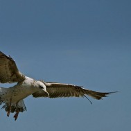 mnrsahin.com - 13