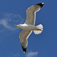 mnrsahin.com - 14