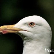 mnrsahin.com - 15